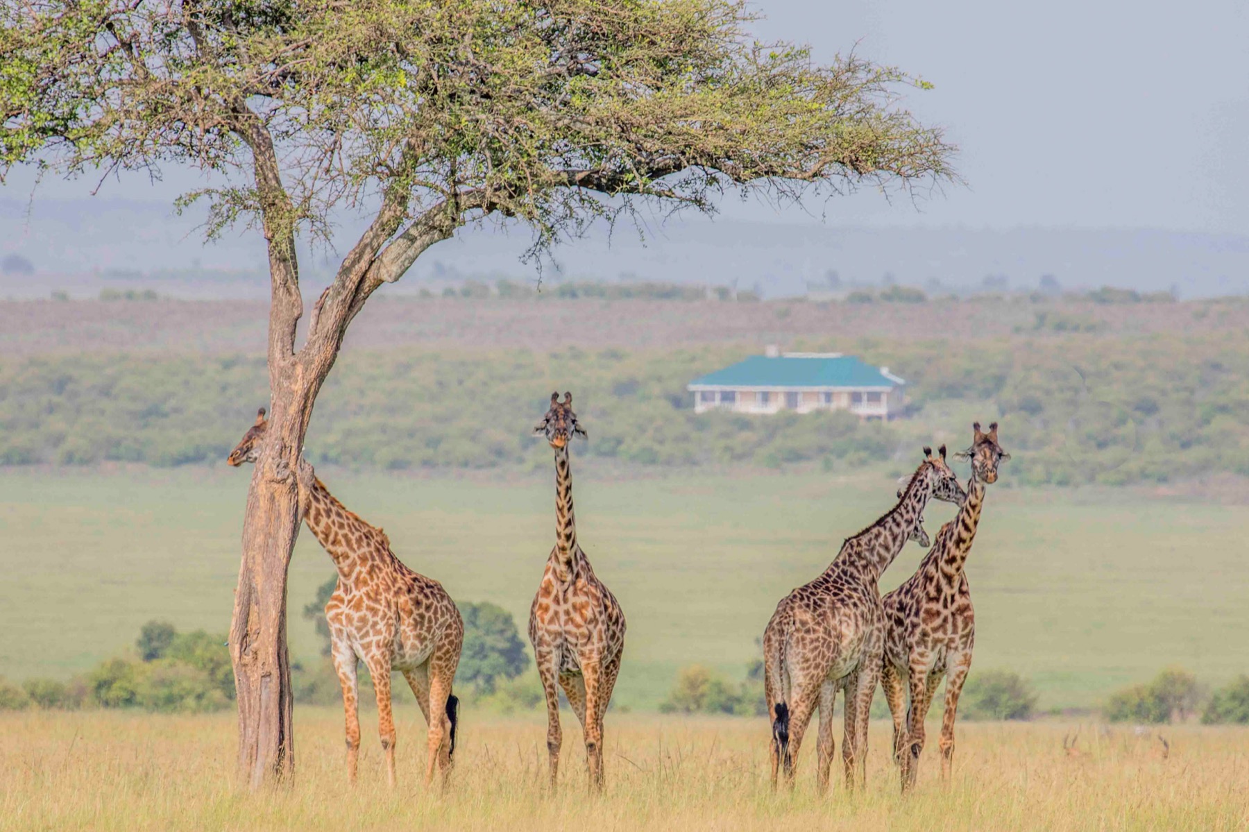 Wildlife on the Mara plains near Mlima