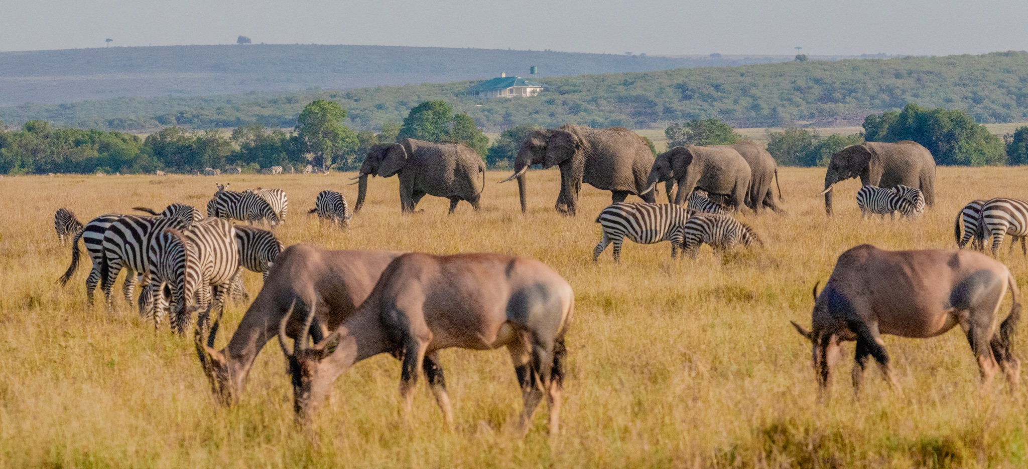 Elephants, zebra and topi grazing on the Mara plains with Mlima camp on the horizon